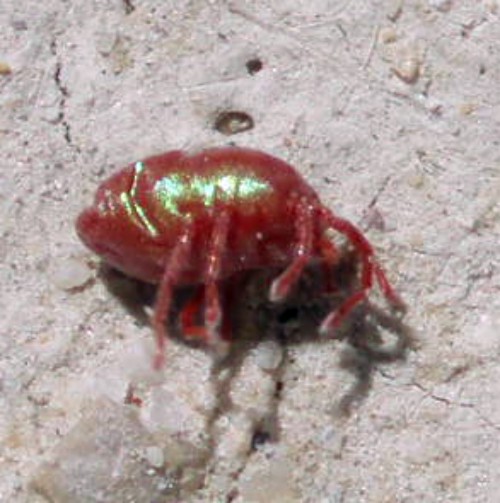 Curteria sp. (Erythraeidae) - (Zaragoza, Spagna)